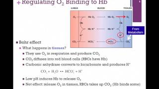 028Bohr Effect amp Regulation of O2 Binding to Hb [upl. by Fink]