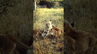 The Seven Lion Cubs Of The Kambula Pride Meet Their Father [upl. by Ennairol]