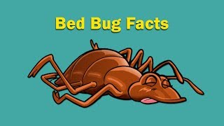 14 Surprising Bed Bug Facts You May Not Know [upl. by Kiah]