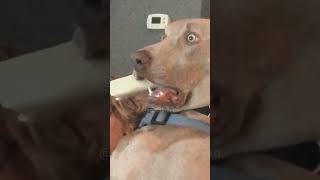 Episode 29  funny dogs 🤣🤣dog dogs funnydogs funnypetsmoments foryou fyp [upl. by Maurizia]