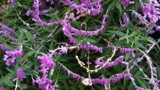 Salvia leucantha  Santa Barbara  Purple Mexican Bush Sage HD 01 [upl. by Sherman]