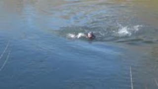 Migrants try to cross Evros River to reach Greece [upl. by Ayahsey335]