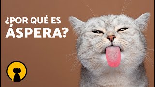 ¿Por qué la LENGUA de los GATOS es RASPOSA 🐱👅 ¿Los Gatos tienen Espinas en la Lengua [upl. by Cardinal]