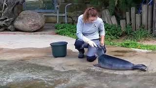 Seehundnachwuchs quotFenjaquot im Zoo Osnabrück [upl. by Theobald]