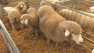 Livestock Corriedale Sheep [upl. by Ut]