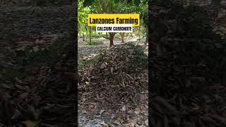 LANZONES FARMING FERTILIZER  CALCIUM CARBONATE countrymusic nature adayinmylife lanzones [upl. by Greff]