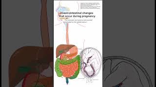 Gastrointestinal changes that occur during pregnancy [upl. by Chivers]