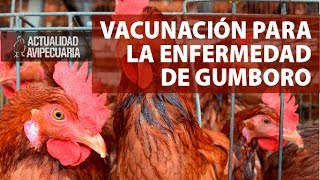 Vacunación para la Enfermedad de Gumboro [upl. by Ahsienahs]