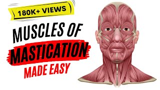 Muscles of mastication made easy [upl. by Sidnee]