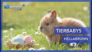 Tierbabies im Tierpark Hellabrunn [upl. by Atiuqel]