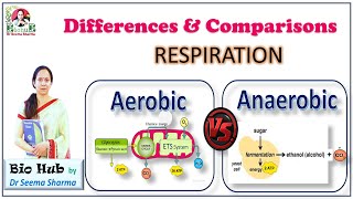 Aerobic Vs Anaerobic Respiration [upl. by Aikahc]