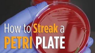 Four Quadrant Streak procedure  How to properly streak a Petri plate for isolated colonies [upl. by Siramay67]