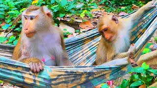 Monkey Rainbow is very enjoyable to relax with mama Libby in hammock together so sweet [upl. by Iturk]