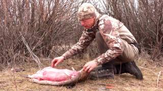 How to Skin a Beaver with Steven Rinella [upl. by Ahsikyw]