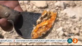 Iran Herbal Ferula Gummosa harvest FirouzKouh county برداشت گياه دارويي صنعتي باريجه فيروزكوه [upl. by Orofselet611]