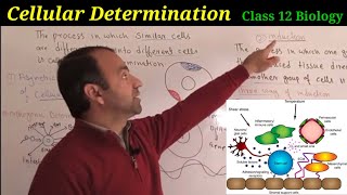 Cellular Determination class 12 Biology  Asymmetric Segregation of cytoplasm  Induction [upl. by Pacheco]