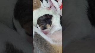 New baby dogking dogkisses dogs dogbaby දාංගලේ catsonga cute funny 😺😺🐶🐶🐶 [upl. by Ajnek]