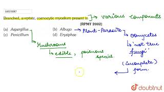 Brached aseptatecoenocytic mucelium present in [upl. by Retniw]