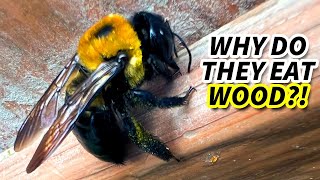 Carpenter Bee Facts the WOOD BEE 🐝 Animal Fact Files [upl. by Inglis210]