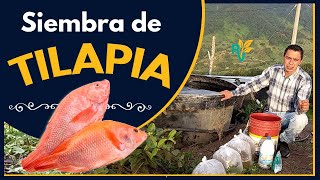 🐟 ALEVINOS de TILAPIA roja 🐟 APRENDA como cultivarlos o sembrarlos 😍 [upl. by Nyleak]