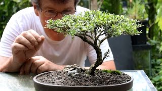 Five tips for starting into bonsai [upl. by Kcirredal]