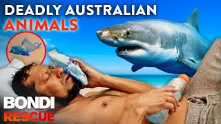 Crikey Top 9 Deadly Australian Animal Encounters [upl. by Hgielrebmik]