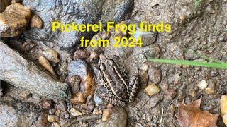 Pickerel Frog finds from 2024 [upl. by Aiek]