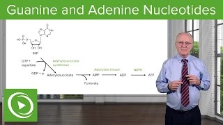 Paths to Guanine and Adenine Nucleotides – Biochemistry  Lecturio [upl. by Ennayelsel]