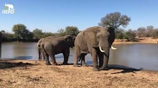 The Jabulani Elephant Herd Go Swimming in the Winter Sun 🐘 [upl. by Legnaros675]