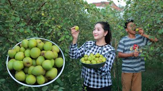 Ive never seen fresh Jujube like this  Do you have jujube at home Big Jujube fruit in my country [upl. by Xino944]