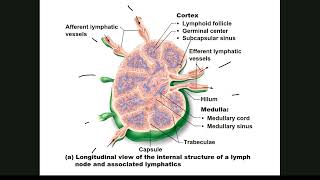 012 The Lymphatic System [upl. by Kelam]