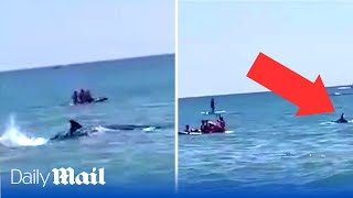 Dramatic moment massive shark swims dangerously close to crowded beach in Spain [upl. by Stanwinn979]