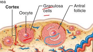 OOGENESIS ANIMATION AND EXPLANATION [upl. by Deb]