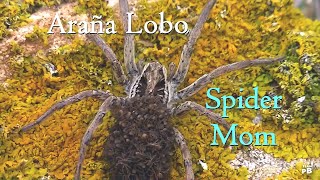 SPIDER MOM  Araña Lobo [upl. by Enimzaj54]