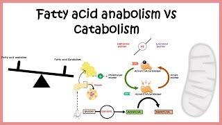 Regulation of fatty acid metabolism  Fatty acid biosynthesis vs breakdown [upl. by Ax496]