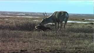 Another Chance  Caribou in Banff National Park [upl. by Meagan]