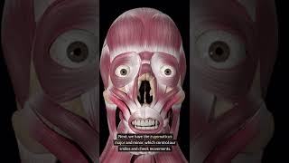 What are the 5 groups of facial expression muscles [upl. by Zarger]