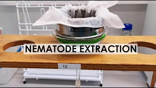 NEMATODE EXTRACTION BAERMANN FUNNEL METHOD [upl. by Romy]