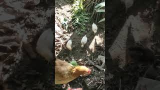 Shorts maula ya Salli wa sallam hen chiken viral video  shorts [upl. by Adler]