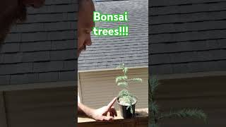 Update on my Bonsai trees germinated from seed Cryptomeria and Black pine bonsai bonsaitree [upl. by Acireh]