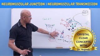 Neuromuscular Junction  Neuromuscular Transmission  Neuroanatomy🧠 [upl. by Erie804]