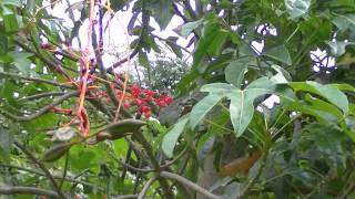 BRAQUIQUITO ROJO Brachychiton acerifolius wwwriomoroscom [upl. by Meit]