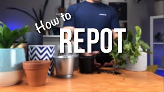 How to repot a plant  Beginners Guide to Repotting [upl. by Femmine]