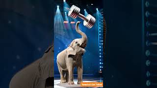 Elephant performs a stunt on the Americas Got Talent stage 大象在美國達人秀舞台上表演特技。 [upl. by Hasheem907]