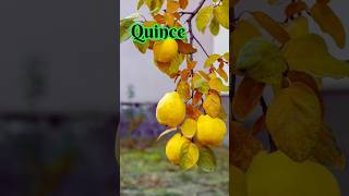 Quince The Sweet and Astringent Fruit Thats Perfect for Fall [upl. by Milissent]