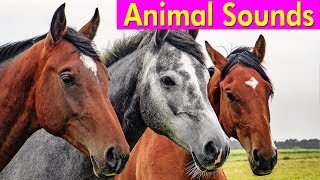 20 Amazing Animals  Animal Sounds for Children [upl. by Aicylla]