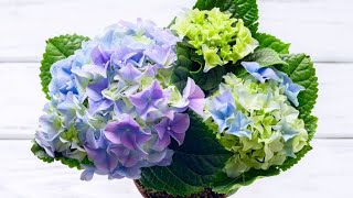 Cómo y cuándo reproducir las hortensias por esquejes  Bricomanía  Jardinatis [upl. by Shutz439]