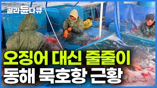 살아갈 방법은 다 있구나 오징어 없이 다른 놈으로 먹고사는 동해 묵호항 24시｜고향민국｜골라듄다큐 [upl. by Maze]