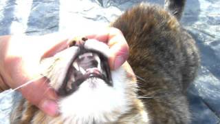 how to check a cats mouth [upl. by Nanon]