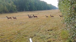 Chasse Cerfs Sangliers Chevreuils  Best Of Saison 20222023  Volume 2 [upl. by Rosenberg765]